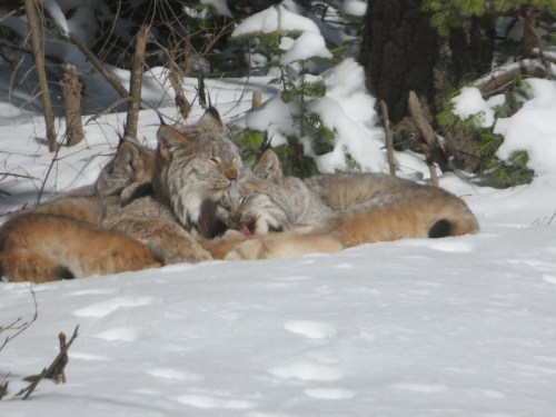 A group of lynxes cuddles together in the snow, surrounded by trees and a winter landscape.