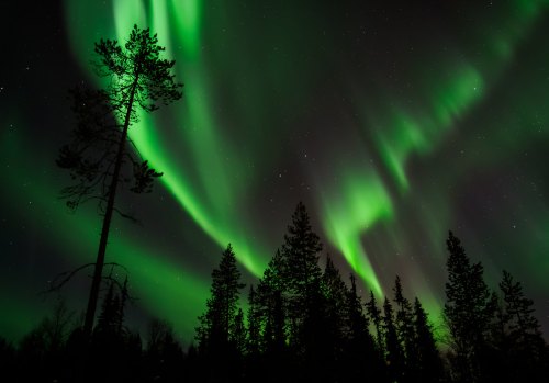 A stunning display of green auroras dances across a starry night sky, silhouetting tall pine trees below.
