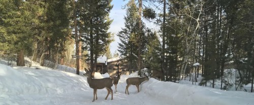 Two deer stand on a snowy path surrounded by tall trees, with a cabin visible in the background.