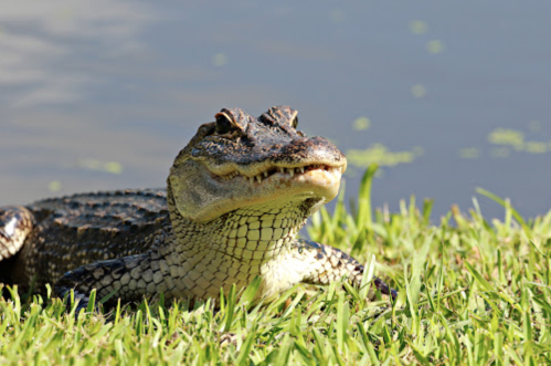 A close-up of a crocodile resting on green grass near a body of water.