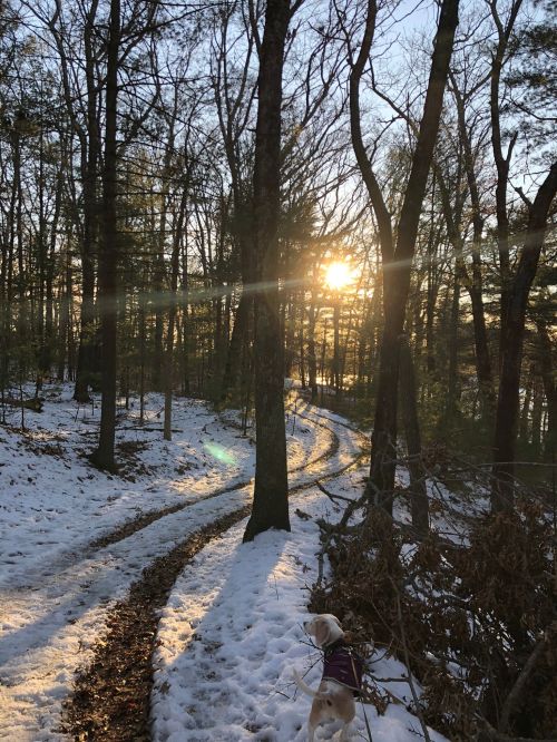 A snowy forest path at sunset, with a dog standing beside a tree, surrounded by tall trees and soft sunlight.