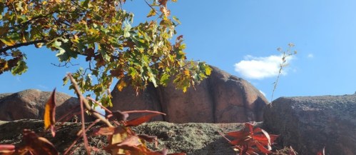 A rocky landscape with colorful autumn leaves against a clear blue sky.