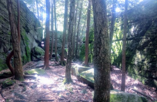 A serene forest scene with tall trees, moss-covered rocks, and sunlight filtering through the leaves.