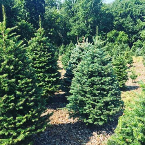 A lush green field filled with numerous evergreen trees, creating a vibrant and natural landscape.