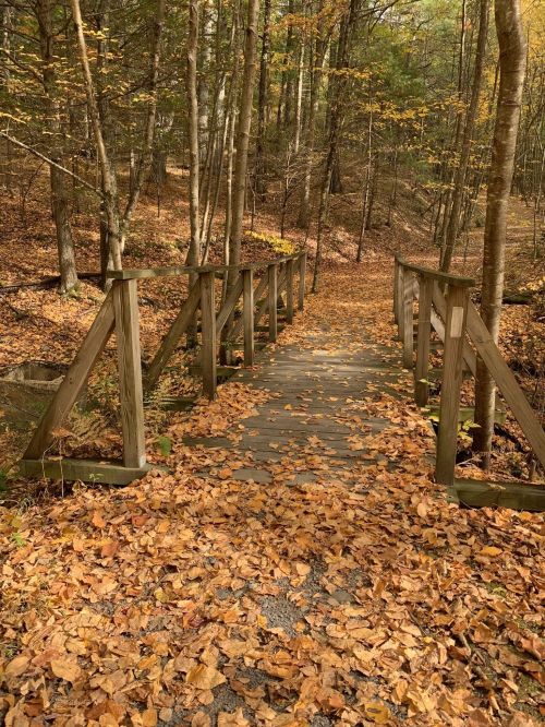 A wooden bridge over a path covered in autumn leaves, surrounded by trees in a forest.