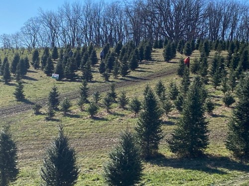A hillside covered with rows of evergreen trees, with people walking among them on a sunny day.