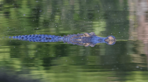 A crocodile swimming in calm water, reflecting greenery from the surroundings.