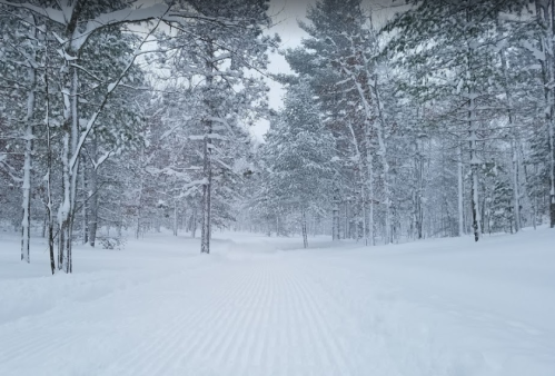 A snowy forest scene with tall trees blanketed in white, creating a serene winter landscape.