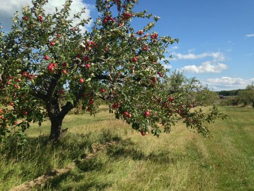 A sunny orchard with a tree full of red apples, surrounded by green grass and a blue sky with scattered clouds.