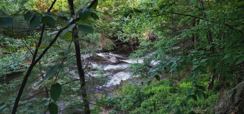 A serene river flows through a lush green forest, surrounded by trees and foliage.