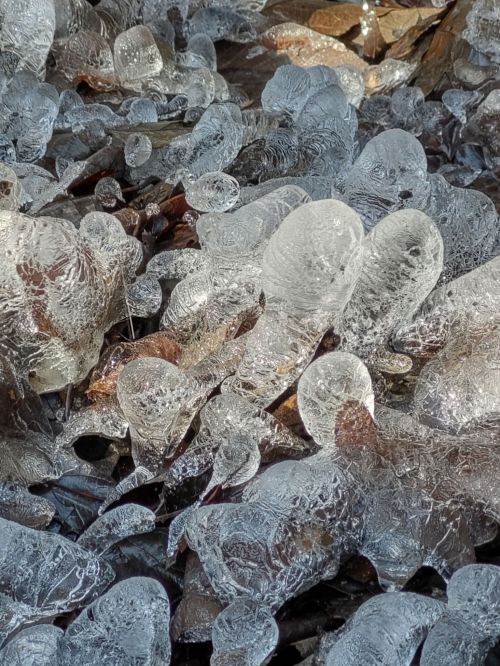 A close-up of frozen leaves encased in ice, creating a textured, shimmering surface.