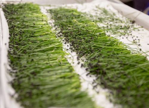 Fresh green sprouts arranged in rows on a white surface, showcasing their vibrant color and delicate structure.