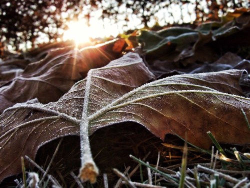 Frost-covered leaves on the ground with sunlight shining through trees in the background.