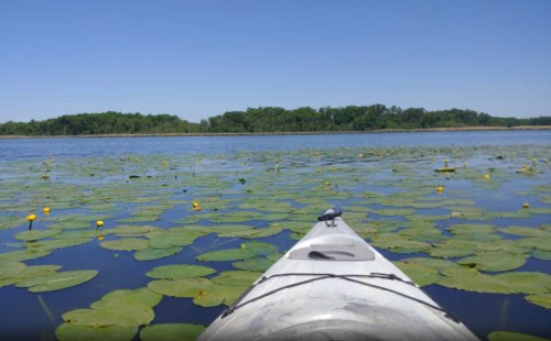 A kayak glides over a lake covered with lily pads and yellow flowers, surrounded by lush greenery under a clear blue sky.