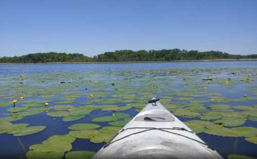 A kayak glides over a lake covered with lily pads and yellow flowers, surrounded by lush greenery under a clear blue sky.