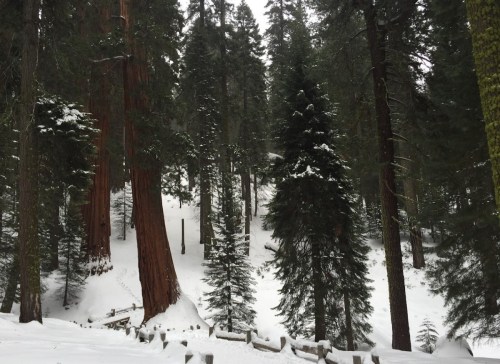 Snow-covered forest with tall sequoia trees and a winding path through the serene, winter landscape.