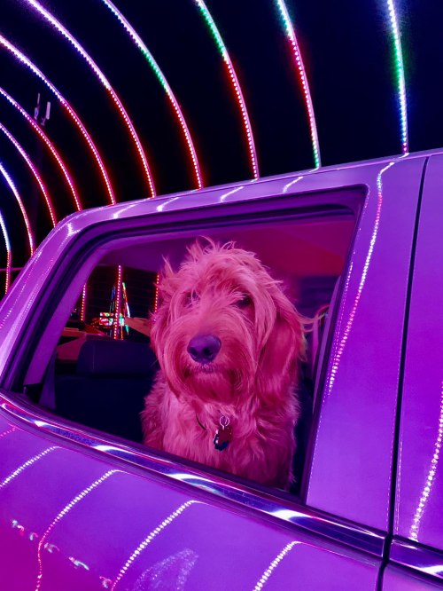 A fluffy dog peeks out of a car window, surrounded by colorful, glowing lights.
