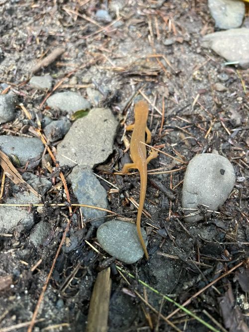 A small orange-brown lizard on a rocky, dirt surface surrounded by pine needles.