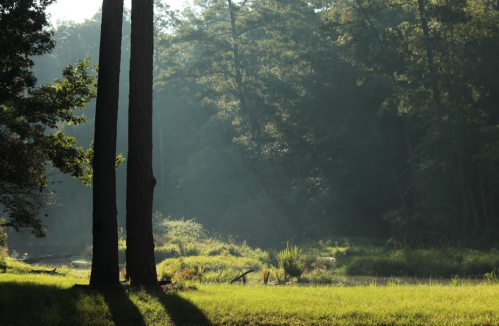 Sunlight filters through trees in a serene forest, casting shadows on a grassy area near a calm waterway.