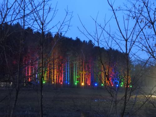 Colorful lights illuminate trees in a forest at dusk, creating a vibrant and enchanting atmosphere.