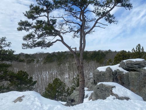 A solitary tree stands on a snowy cliff, overlooking a forest of evergreens under a cloudy sky.