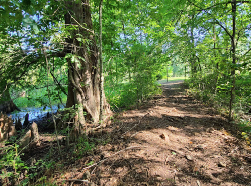 A sunlit path through a lush green forest, with trees lining the sides and a glimpse of water in the background.