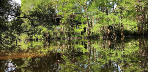 A serene river scene with lush green trees reflecting in calm water.