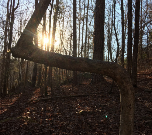 A sunbeam shines through trees, highlighting a curved branch in a forest with fallen leaves on the ground.