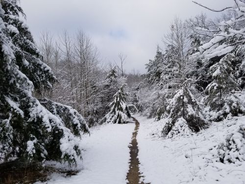 A snowy path winds through a forest of snow-covered trees under a cloudy sky.