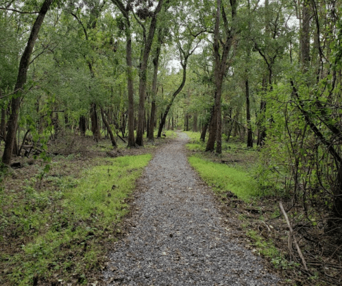 A winding gravel path through a lush green forest with trees on either side.