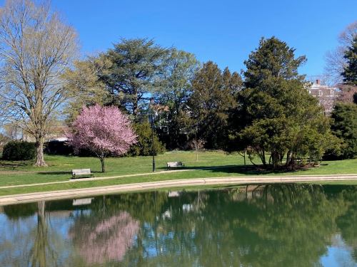 A serene park scene with blooming pink trees, green foliage, and benches reflected in a calm pond under a clear blue sky.