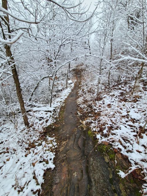 A snowy trail winding through a forest, with trees covered in white frost and fallen leaves along the path.
