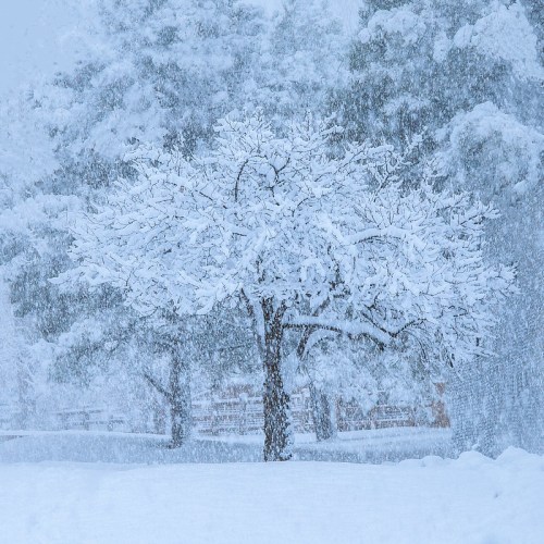 A snow-covered tree stands amidst a heavy snowfall, surrounded by blurred, white-dusted trees in a winter landscape.