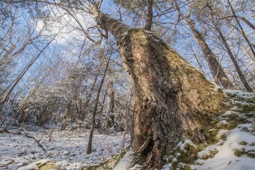 A snow-covered forest scene featuring a large, gnarled tree trunk and a clear blue sky peeking through the branches.