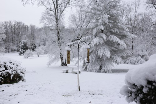 A snowy landscape with trees covered in white, featuring a bird feeder in the foreground.