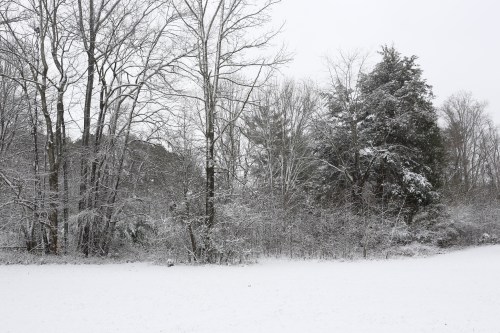 A snowy landscape featuring bare trees and evergreens, blanketed in fresh snow under a gray sky.