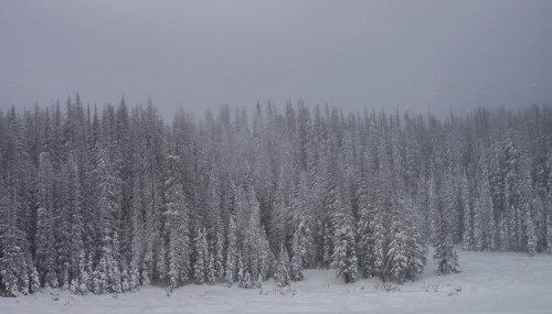 A snowy landscape with tall evergreen trees shrouded in fog, creating a serene winter scene.