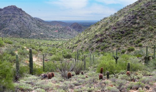 A scenic view of a desert landscape with rolling hills, cacti, and green vegetation under a blue sky.