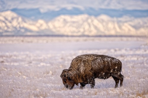 A bison grazes in a snowy landscape with mountains in the background.