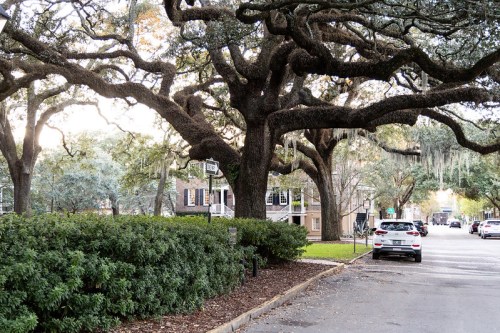 A tree-lined street with large oak trees, greenery, and parked cars, creating a serene neighborhood atmosphere.