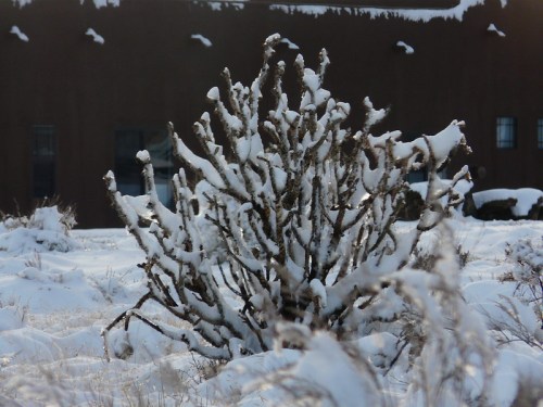 A snow-covered bush stands in a snowy landscape, with a dark building in the background.