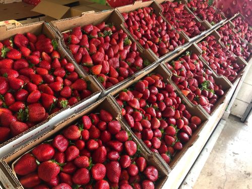 Rows of cardboard boxes filled with fresh, vibrant red strawberries.