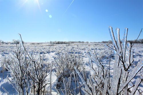 A snowy landscape with ice-covered branches under a clear blue sky and bright sunlight.