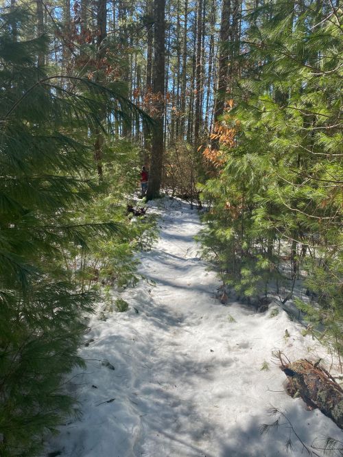 A snowy path winding through a forest, flanked by green pine trees and sunlight filtering through the branches.