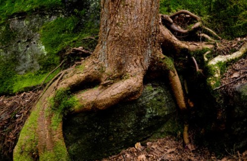 A tree with thick, gnarled roots growing over a moss-covered rock in a forest setting.