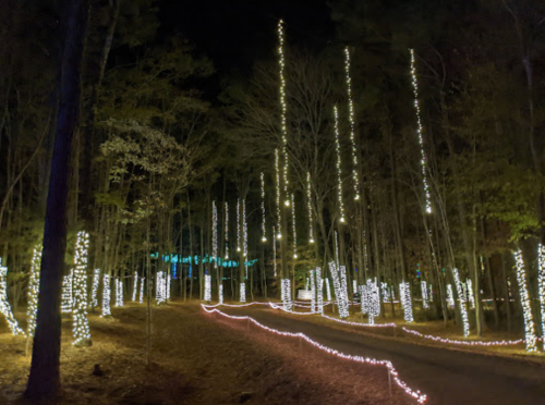 A forest path illuminated by strings of white lights on trees, creating a magical nighttime atmosphere.