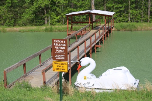 A wooden dock extends over a green pond, with a large swan-shaped paddle boat nearby and a sign about fishing rules.