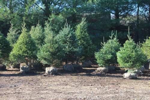 A row of evergreen trees with burlap-wrapped roots, set in a sunny outdoor area.