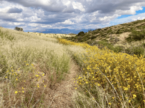 A winding path through tall grass and vibrant yellow wildflowers under a cloudy sky.