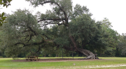 A large, sprawling tree with a picnic table underneath, set in a grassy area with a cloudy sky.